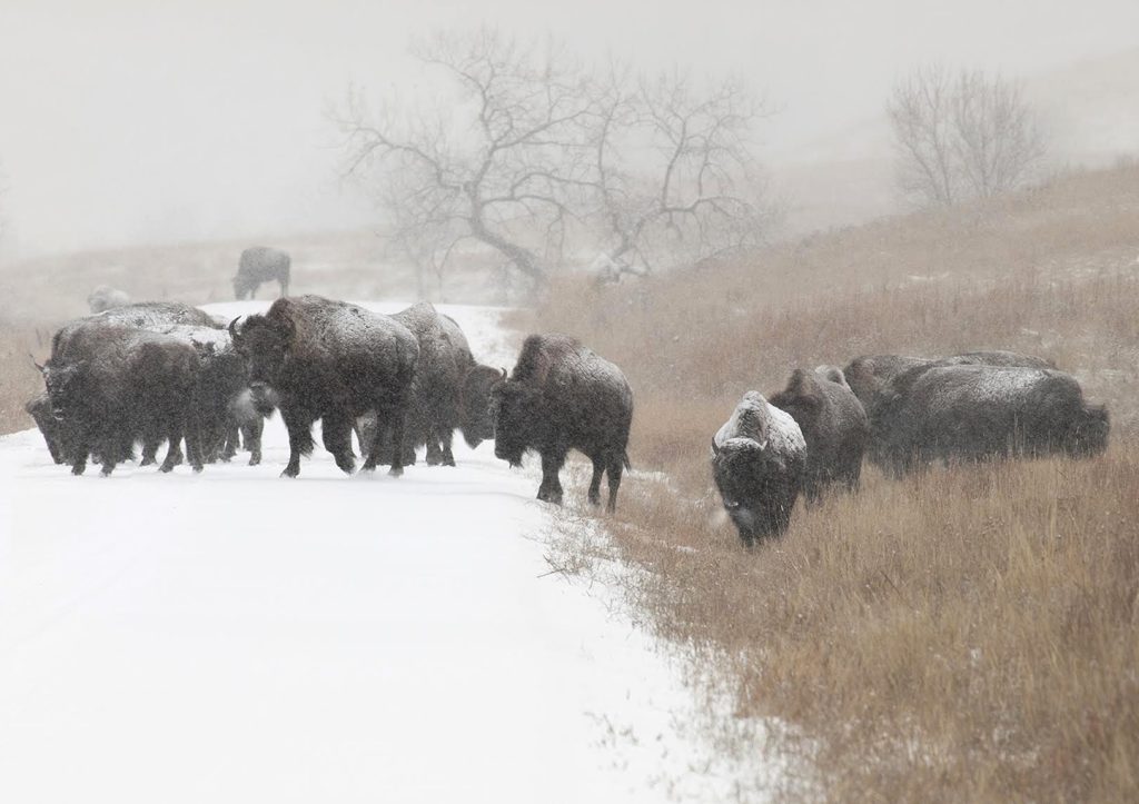 Ed Gallucci "Bison Crossing in Snowstorm"